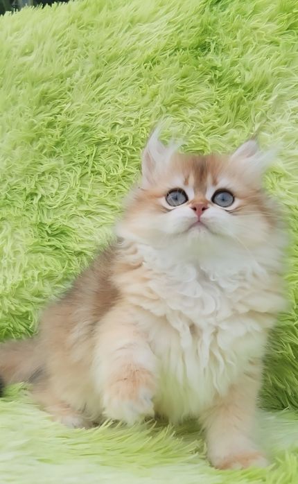 Шотландська Золота шиншила