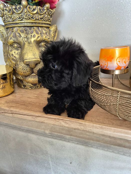 Sliczne pudelek z yorkiem