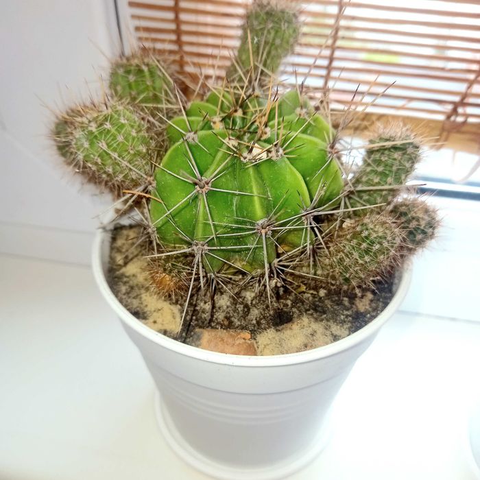 Кактус,cactus,кімнатна рослина