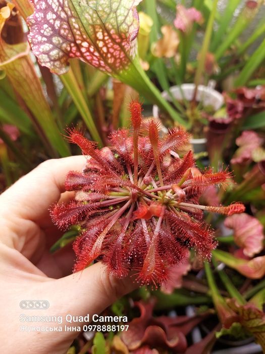 Насіння росянки СПРАВЖНЄ, хижа рослина