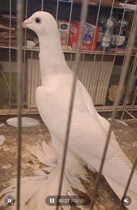 Bocian dolnośląski