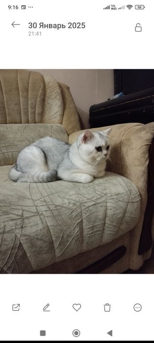 Вязка прямоухого шотландца