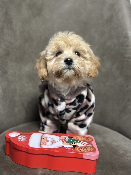 Милая мальтипу карамелька