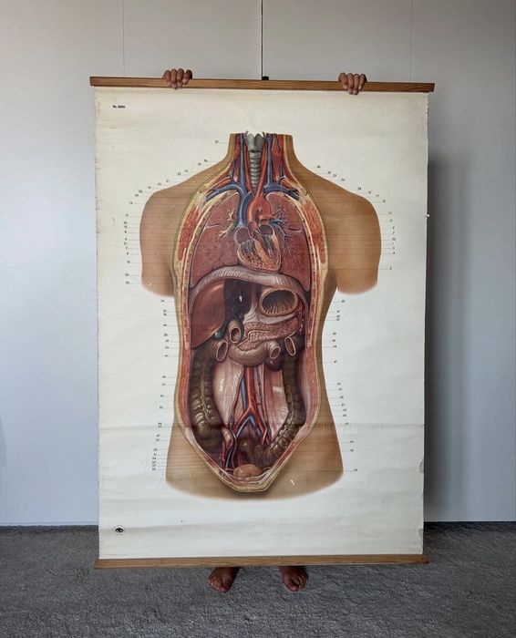 poster anatomia vintage