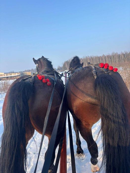 Para ciemno gniadych ślązaków