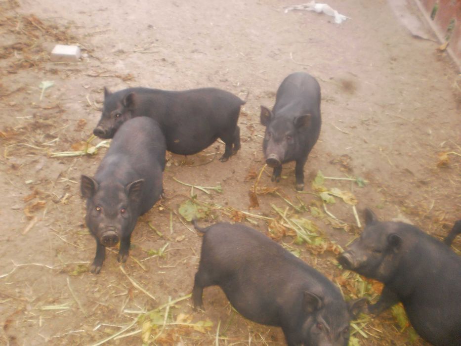 Продам поросят в’єтнамської породи свині в'єтнамці