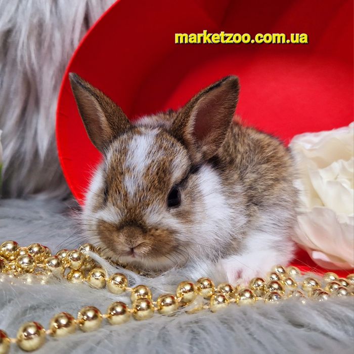 Голандський міні кролик золотистого окрасу