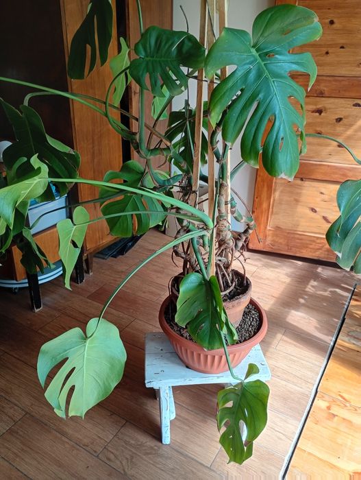 Kwiat MONSTERA rozwijający się