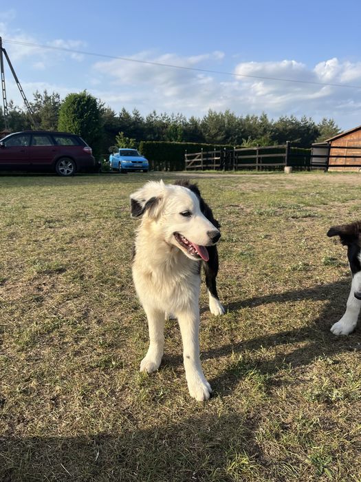 Border Collie Sami