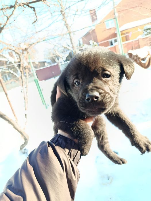 Віддам в хороші руки цуценя метіс лабрадора