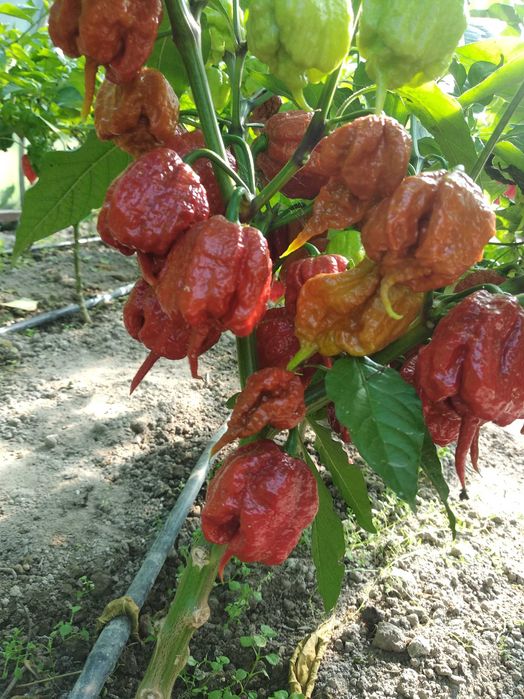 Papryka chili - carolina reaper