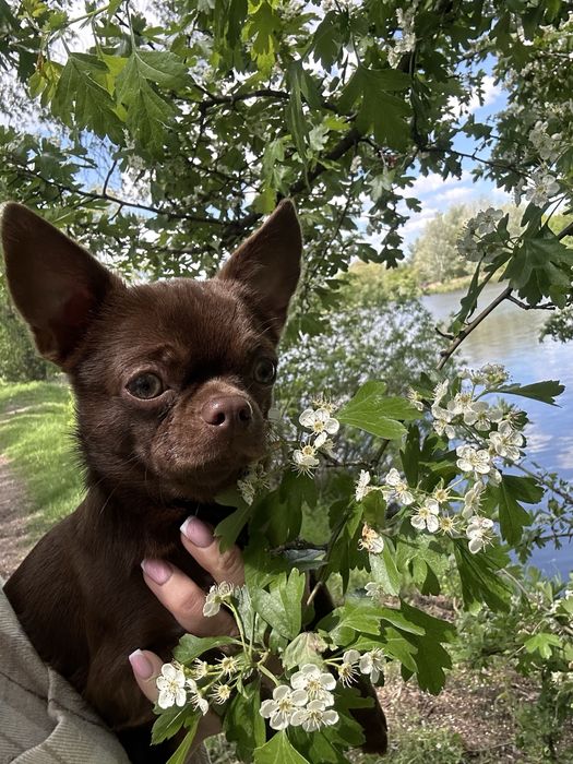 Чихуахуа . Мальчик .Вязка. Ищем невесту