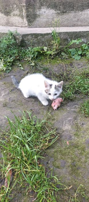 Віддам ласкавих котиків від сіамської кішки