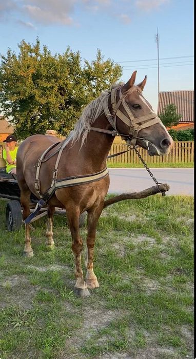 Продаєтьсь гарний доглянутий  кінь,спокійний не кусається .