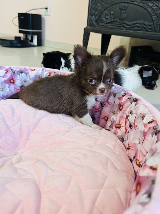 Czekoladowy piesek chihuahua z metryka FCI