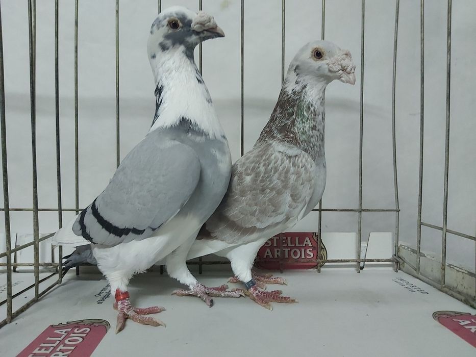 Gołębie Staropolskie