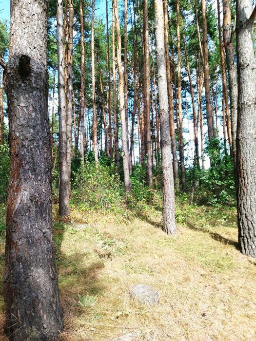 Продам лісову ділянку з виходом до води