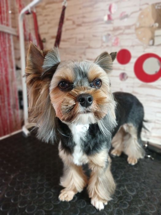 Грумінг домашніх тварин. Харків