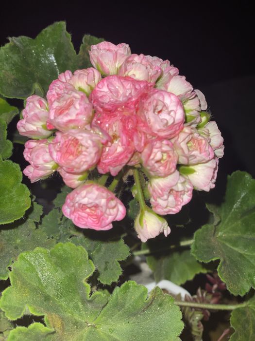 Ехеверія,паперомія,еоніум,пеларгонія марлезон2, пеларгонія Анна-Жанет