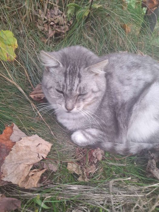 Віддам в добрі руки.