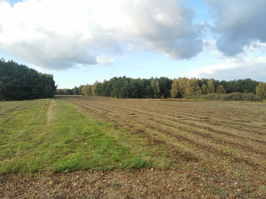Działki z warunkami zabudowy Janopole gm. Nowe Miasto pow. Płońsk