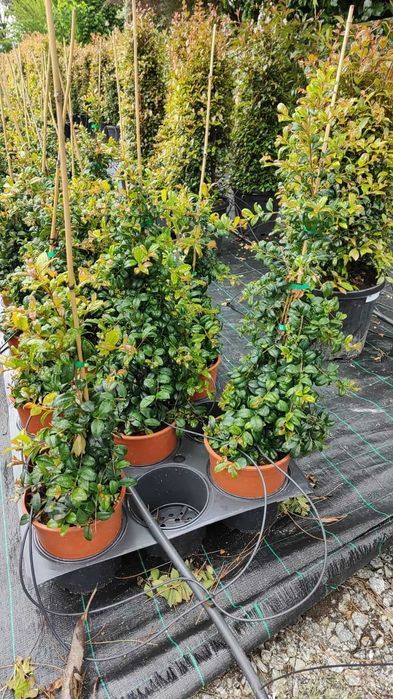 Eugenia Newport 50CM - 80/100CM - 100/150cm - 200/250CM - 300/400CM