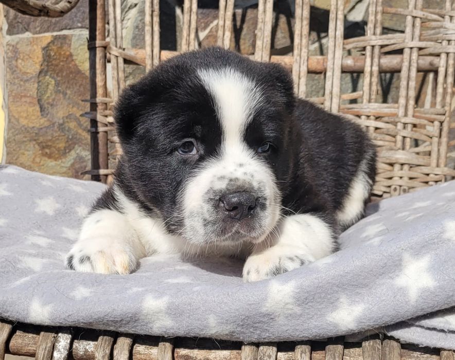 Цуценята алабай-САВ