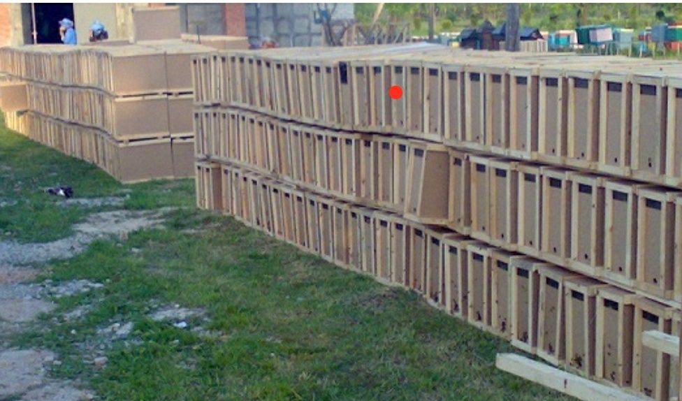 Бджолопакети Buckfast  з доставкою Бакфаст, Карника, Карпатка, Укрстеп