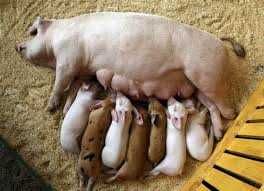 Продам свиноматок