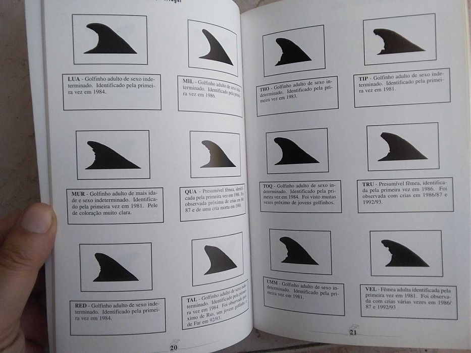 O Roaz-Corvineiro do Estuário do Sado