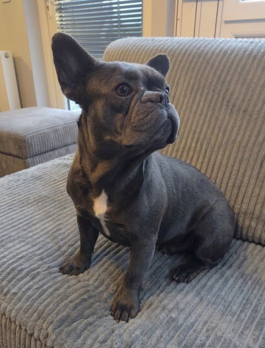 Buldog Francuski Blue  Rodowód  2 latnia