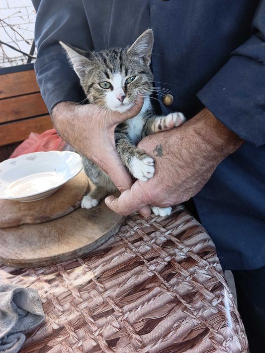 Котята отдам в добрые руки