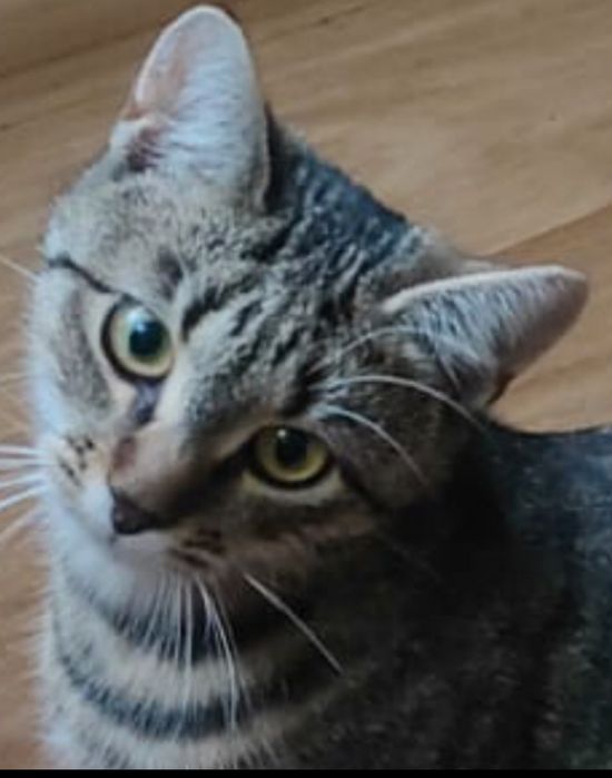 Мурочка! Кошеня 6 міс.