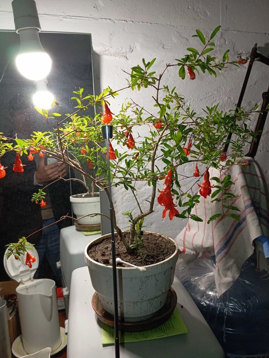 Мандевіла гранат інжир лимон