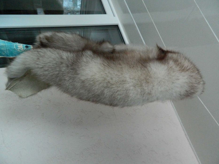 мех на воротник натуральный песец