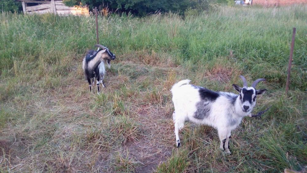 Гарні КОЗИ, шукають, добрі руки і гарний дах над головою.