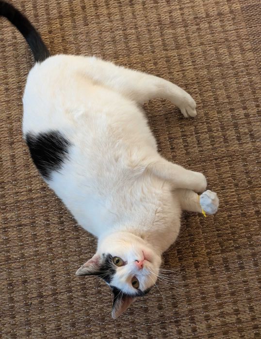 Przemiła Kaja szuka domu