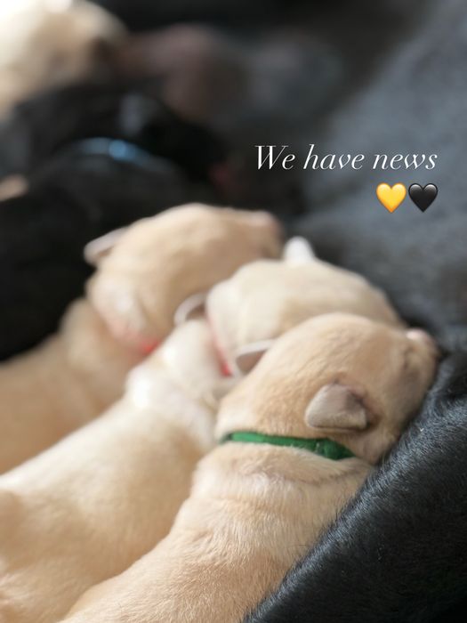 Цуценята лабрадора в розпліднику “Lab’Soul Shine”