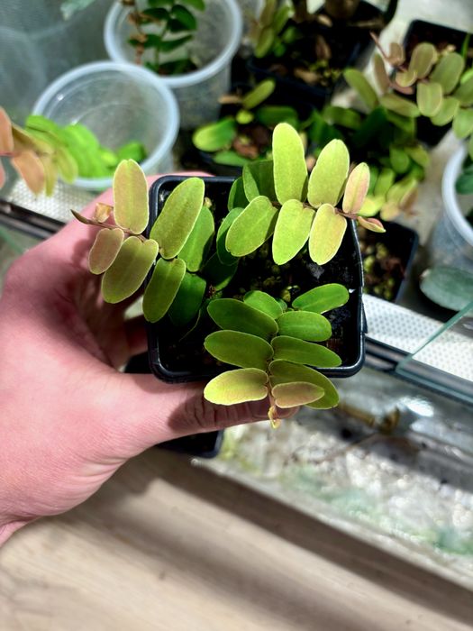 Marcgravia sp. roslina do terrarium tropikalnego (pnącze)