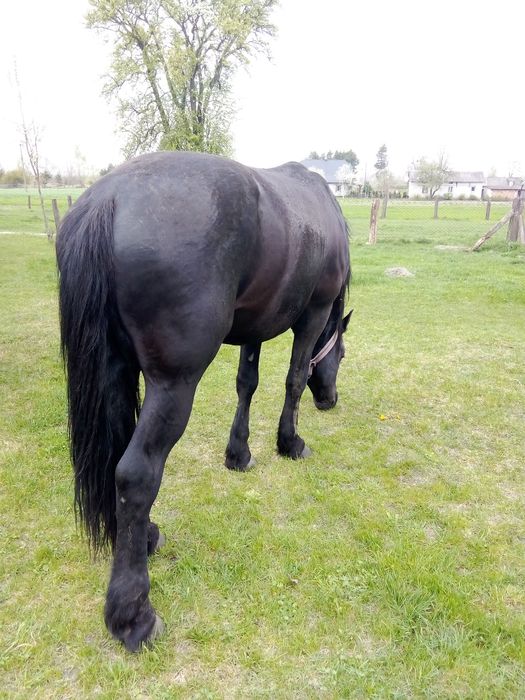 Продам жеребця 7 років