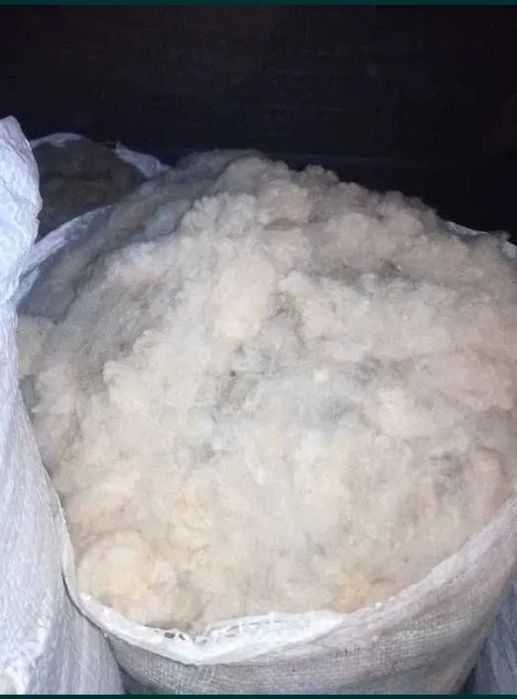 Runo owcze po strzyży