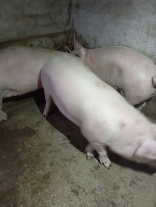 Продам свиней живою вагою!