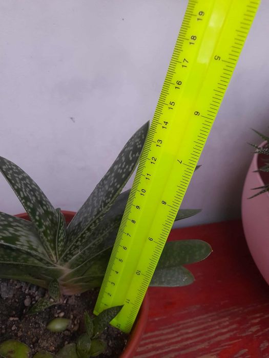 Хавортия , гастерия ...суккуленты, Хлорофитум