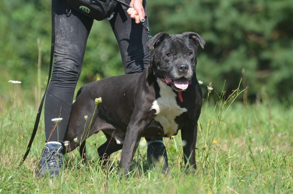 Ben- amstaff do adopcji