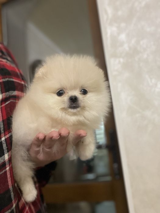 Гарненька міні  дівчинка та хлопчик