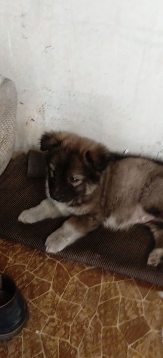 Собачки безкоштовно