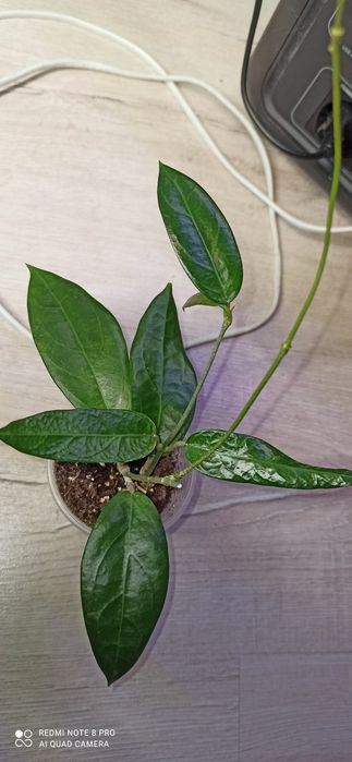 Хойя elliptica splash, irina, Kalimantan SLM 04,AH 021