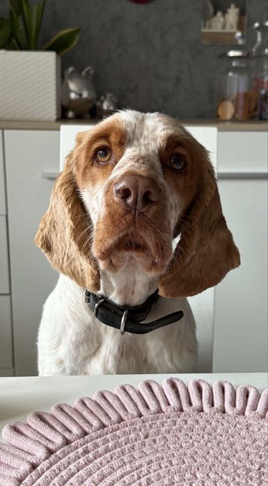Oddam cocker spaniel młody Kraków Wzgórza Krzesławickie • OLX.pl