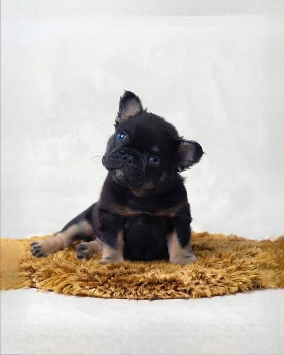 VIP  Fluffy  Black tan boy