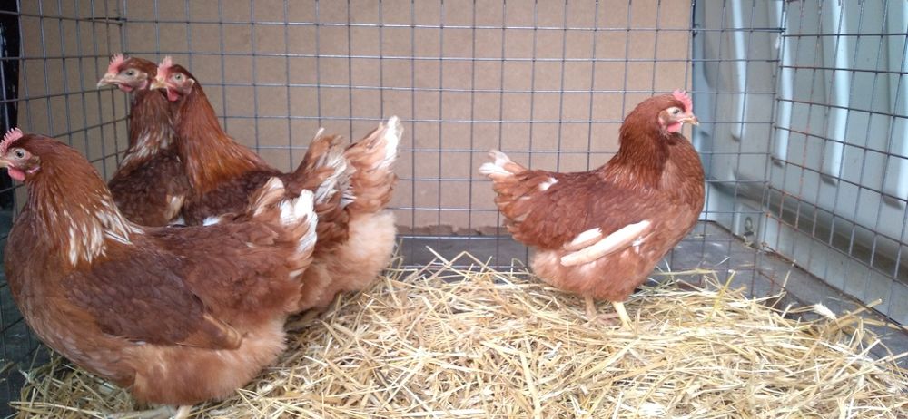 Kury Nioski Bovans 22 tygodnie. Wysyłka na całą Polske.